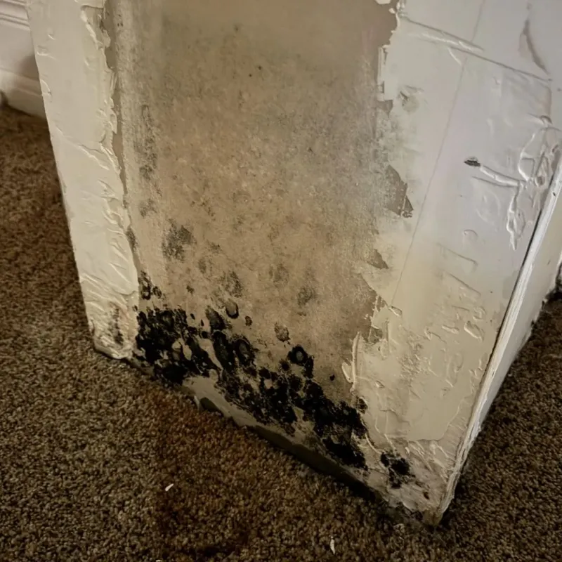 Professional Mold Removal in Maricopa, CA